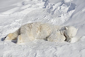 Polar bear cub is lying and sleeping on the white snow. Ursus maritimus or Thalarctos Maritimus.