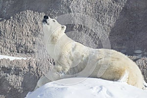 Polar bear cub is lying on a white snow and basking on the bright sun. Ursus maritimus or Thalarctos Maritimus.