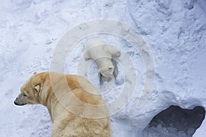 Polar bear with cub. Mother love.
