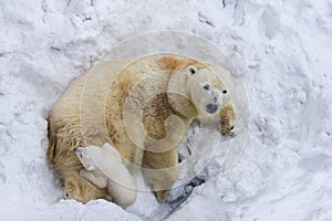 Polar bear with cub. Mother love.