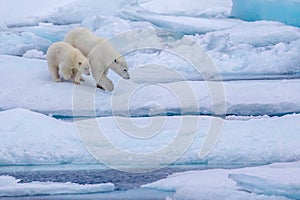 Polar bear with cub, Nunavut