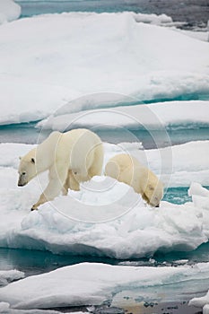 Polar bear and cub, Nunavut