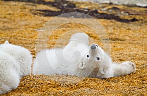 Polar bear cub playing