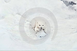 Polar bear cub playing in snow