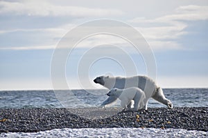 Polar bear and cub running along the water in Svalbard