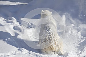 Polar bear cub is shaking off snow and ice from its coat. Ursus maritimus or Thalarctos Maritimus. Animals in wildlife.