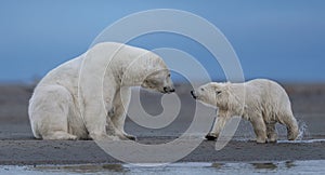 A polar bear cub shaking off water besides its mother