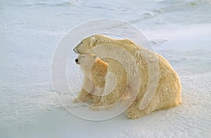 Polar bear and cub sitting on arctic tundra snow