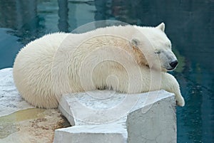 Polar bear cub sleeps