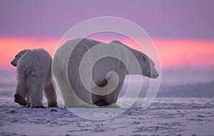 Polar bear and cub at sunset photo