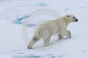 Polar bear cub, Svalbard Archipelago, Norway