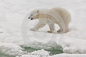 Polar bear cub, Svalbard Archipelago, Norway