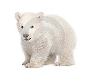 Polar bear cub, Ursus maritimus, 3 months old