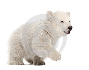 Polar bear cub, Ursus maritimus, 3 months old