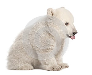 Polar bear cub, Ursus maritimus, 3 months old