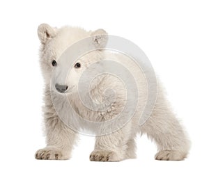 Polar bear cub, Ursus maritimus, 3 months old photo