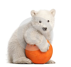 Polar bear cub, Ursus maritimus, 3 months old