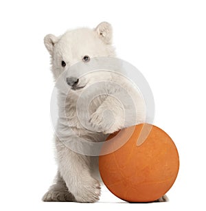 Polar bear cub, Ursus maritimus, 3 months old photo