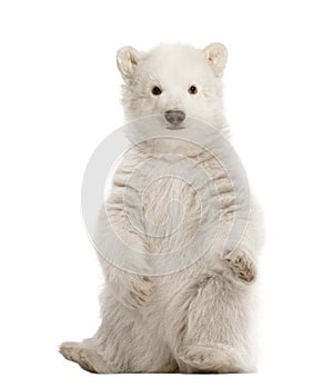 Polar bear cub, Ursus maritimus, 3 months old