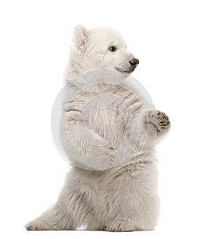 Polar bear cub, Ursus maritimus, 3 months old photo