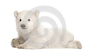 Polar bear cub, Ursus maritimus, 3 months old