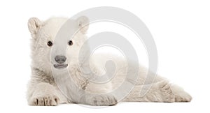 Polar bear cub, Ursus maritimus, 3 months old