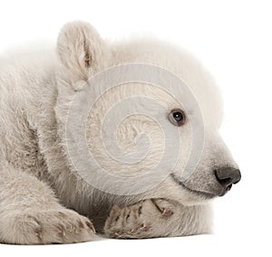 Polar bear cub, Ursus maritimus, 3 months old