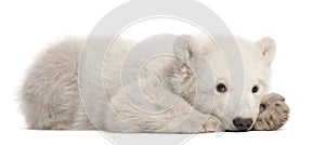 Polar bear cub, Ursus maritimus, 3 months old photo