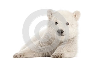 Polar bear cub, Ursus maritimus, 3 months old