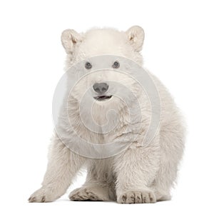 Polar bear cub, Ursus maritimus, 3 months old photo