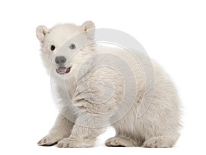 Polar bear cub, Ursus maritimus, 3 months old