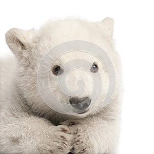 Polar bear cub, Ursus maritimus, 3 months old