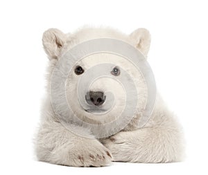 Polar bear cub, Ursus maritimus, 3 months old photo