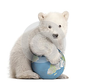 Polar bear cub, Ursus maritimus, 3 months old