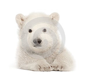 Polar bear cub, Ursus maritimus, 3 months old, lying against white background