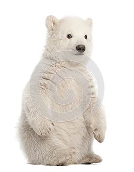 Polar bear cub, Ursus maritimus, 3 months old, sitting against w