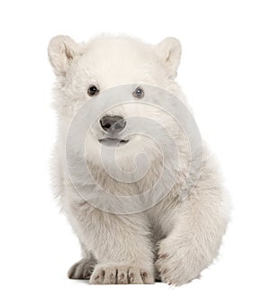 Polar bear cub, Ursus maritimus, 3 months old, standing against