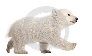 Polar bear cub, Ursus maritimus, 3 months old, walking against w