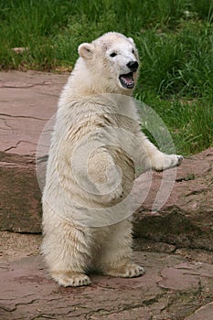 Polar bear cub