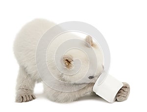 Polar bear cub, Ursus maritimus, 6 months old photo