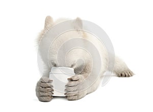 Polar bear cub, Ursus maritimus, 6 months old