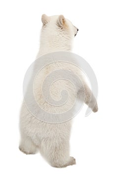 Polar bear cub, Ursus maritimus, 6 months old