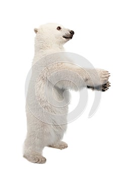Polar bear cub, Ursus maritimus, 6 months old