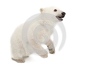 Polar bear cub, Ursus maritimus, 6 months old