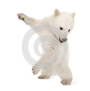 Polar bear cub, Ursus maritimus, 6 months old photo