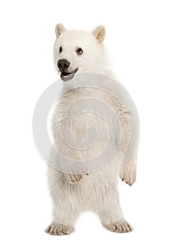 Polar bear cub, Ursus maritimus, 6 months old