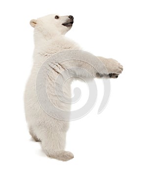 Polar bear cub, Ursus maritimus, 6 months old