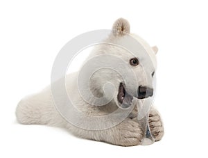 Polar bear cub, Ursus maritimus, 6 months old photo