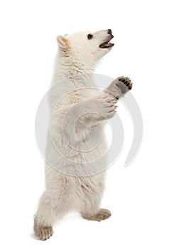 Polar bear cub, Ursus maritimus, 6 months old photo