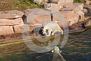 Polar bear with cub - Ursus maritimus